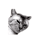 おとなしいねこ（個別スタンプ：6）