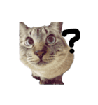 おとなしいねこ（個別スタンプ：7）