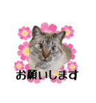 おとなしいねこ（個別スタンプ：8）