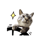 おとなしいねこ（個別スタンプ：9）