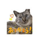 おとなしいねこ（個別スタンプ：10）