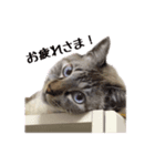 おとなしいねこ（個別スタンプ：11）