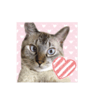 おとなしいねこ（個別スタンプ：16）