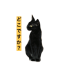 Welcome to misocats world 3（個別スタンプ：1）