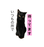 Welcome to misocats world 3（個別スタンプ：2）