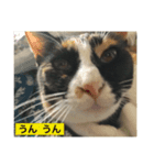 Welcome to misocats world 3（個別スタンプ：3）