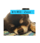 Welcome to misocats world 3（個別スタンプ：4）