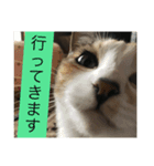 Welcome to misocats world 3（個別スタンプ：5）