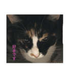 Welcome to misocats world 3（個別スタンプ：6）