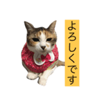 Welcome to misocats world 3（個別スタンプ：8）