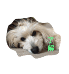 チェロとビオラ（個別スタンプ：1）