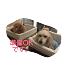チェロとビオラ（個別スタンプ：5）