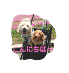 チェロとビオラ（個別スタンプ：7）