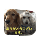 チェロとビオラ（個別スタンプ：10）