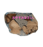 チェロとビオラ（個別スタンプ：11）