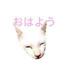 リアルなにゃんこ（個別スタンプ：1）