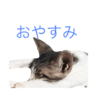 リアルなにゃんこ（個別スタンプ：2）