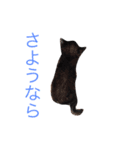 リアルなにゃんこ（個別スタンプ：3）