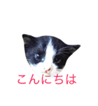リアルなにゃんこ（個別スタンプ：4）