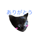リアルなにゃんこ（個別スタンプ：5）
