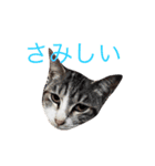 リアルなにゃんこ（個別スタンプ：21）