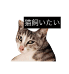 リアルなにゃんこ（個別スタンプ：22）