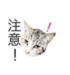 リアルなにゃんこ（個別スタンプ：28）