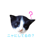 リアルなにゃんこ（個別スタンプ：32）