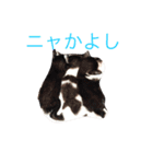 リアルなにゃんこ（個別スタンプ：33）