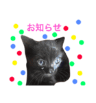 リアルなにゃんこ（個別スタンプ：38）