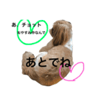 シーズー  マロンの気ままなまいにち（個別スタンプ：6）