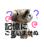 シーズー  マロンの気ままなまいにち（個別スタンプ：11）