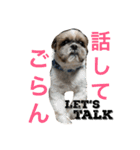 シーズー  マロンの気ままなまいにち（個別スタンプ：20）