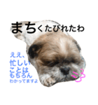 シーズー  マロンの気ままなまいにち（個別スタンプ：26）