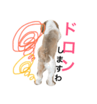 シーズー  マロンの気ままなまいにち（個別スタンプ：27）