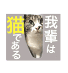 ざ、とんきち（個別スタンプ：1）