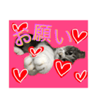 ざ、とんきち（個別スタンプ：8）