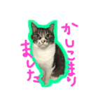 ざ、とんきち（個別スタンプ：16）