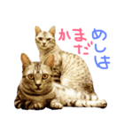 悪人顔な兄妹猫のトリコとハイジ（個別スタンプ：1）