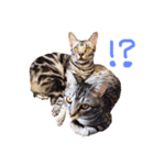 悪人顔な兄妹猫のトリコとハイジ（個別スタンプ：3）
