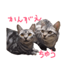 悪人顔な兄妹猫のトリコとハイジ（個別スタンプ：4）