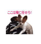 ペチカロン（個別スタンプ：1）