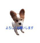 ペチカロン（個別スタンプ：3）