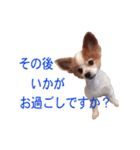 ペチカロン（個別スタンプ：4）