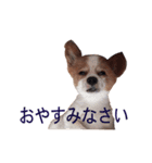 ペチカロン（個別スタンプ：7）