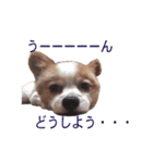 ペチカロン（個別スタンプ：12）
