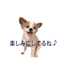 ペチカロン（個別スタンプ：13）