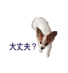 ペチカロン（個別スタンプ：15）