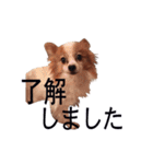 ペチカロン（個別スタンプ：20）