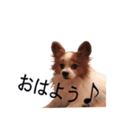 ペチカロン（個別スタンプ：23）